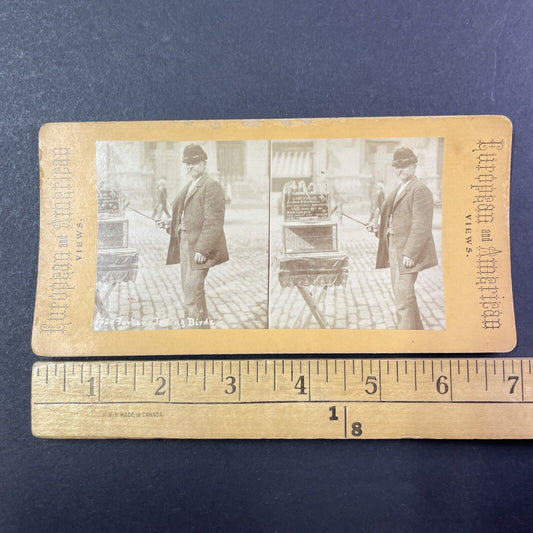 Psychic with Fortune Telling Birds Stereoview Parakeets Antique c1880 X2760
