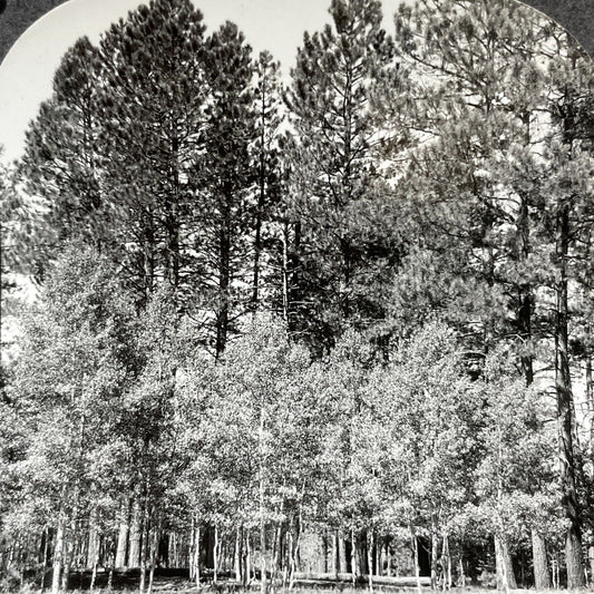 Antique 1910s Kaibab National Forest Arizona Stereoview Photo Card V2032