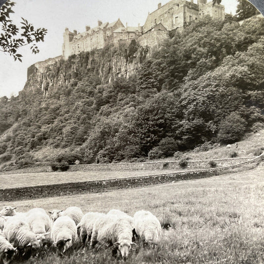 Antique 1918 Sheep Graze At Stirling Castle Scotland Stereoview Photo Card P1364