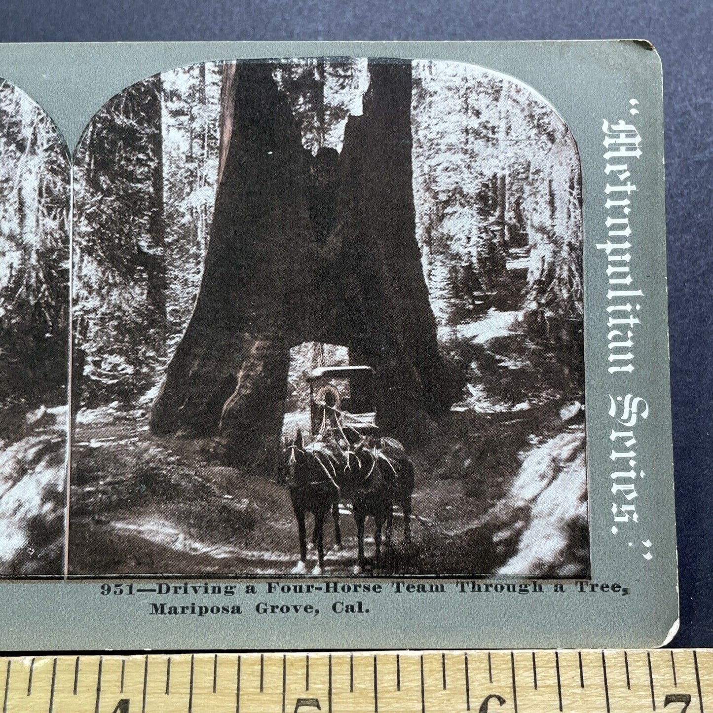 Antique 1900s Horse Drawn Carriage Through Large Tree Stereoview Photo Card 3584