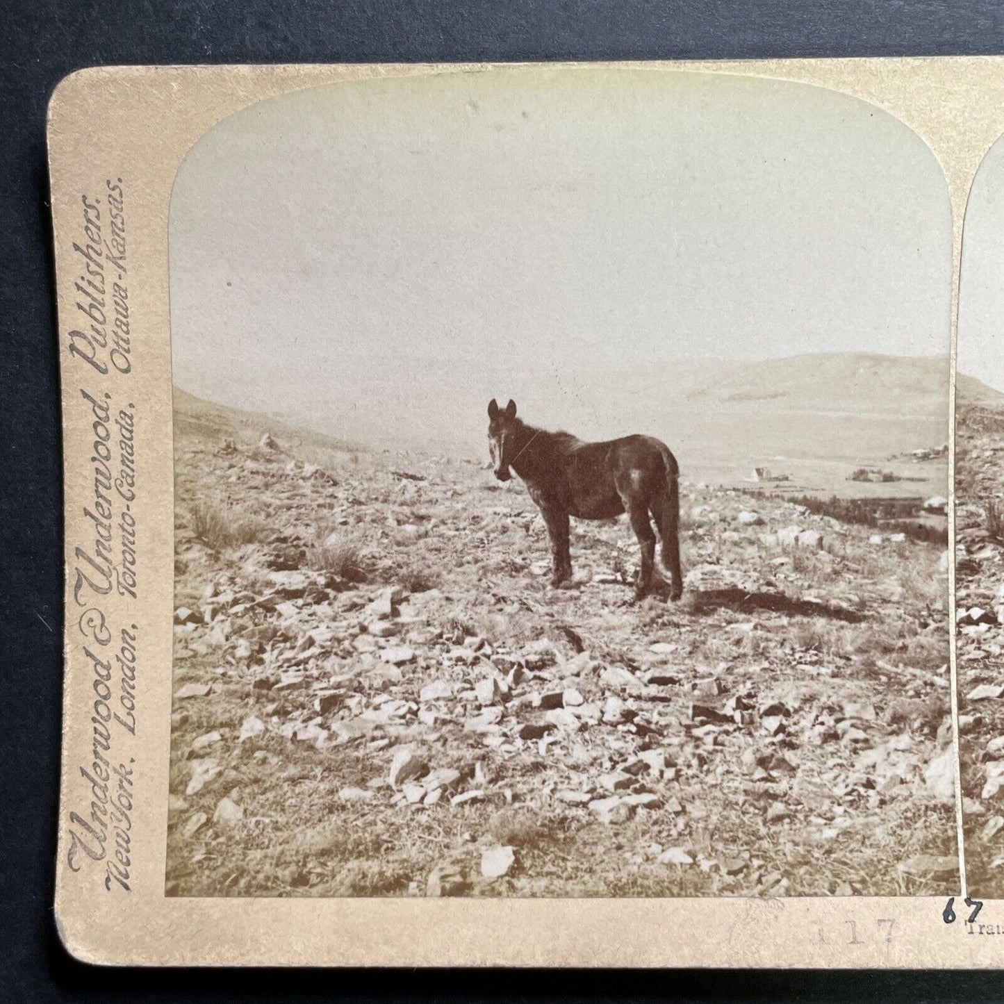 Antique 1901 Wild Horse In Johannesburg South Africa Stereoview Photo Card P1299