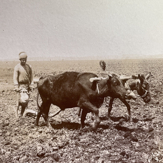 Antique 1908 Ploughing With Ox And Donkey Israel Stereoview Photo Card P1727