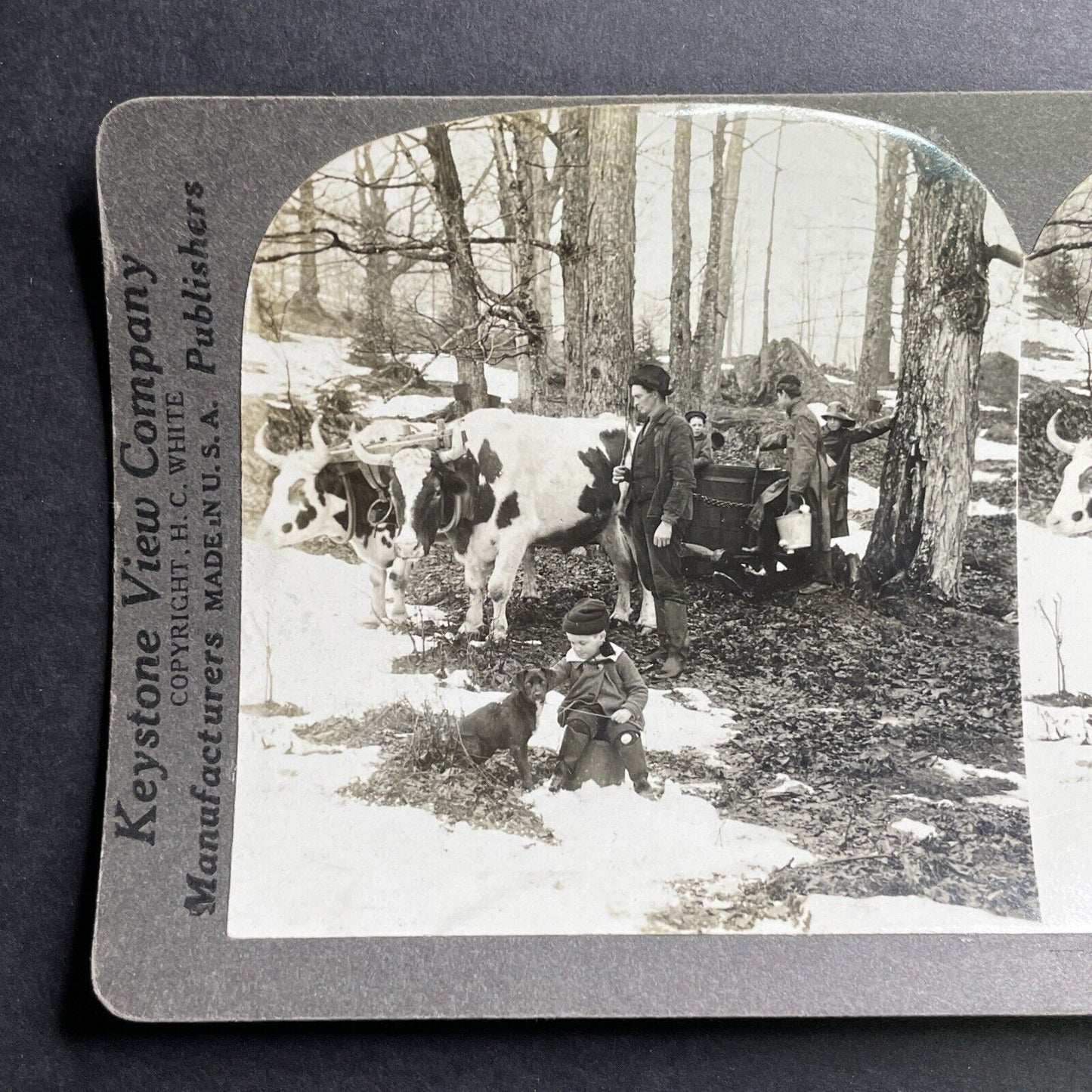 Antique 1920 Maple Syrup Sugar Bush In Vermont USA Stereoview Photo Card P1511