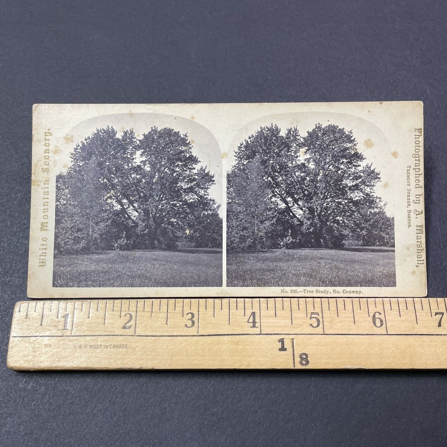 Antique 1870s Huge Elm Tree North Conway NH Stereoview Photo Card V2110