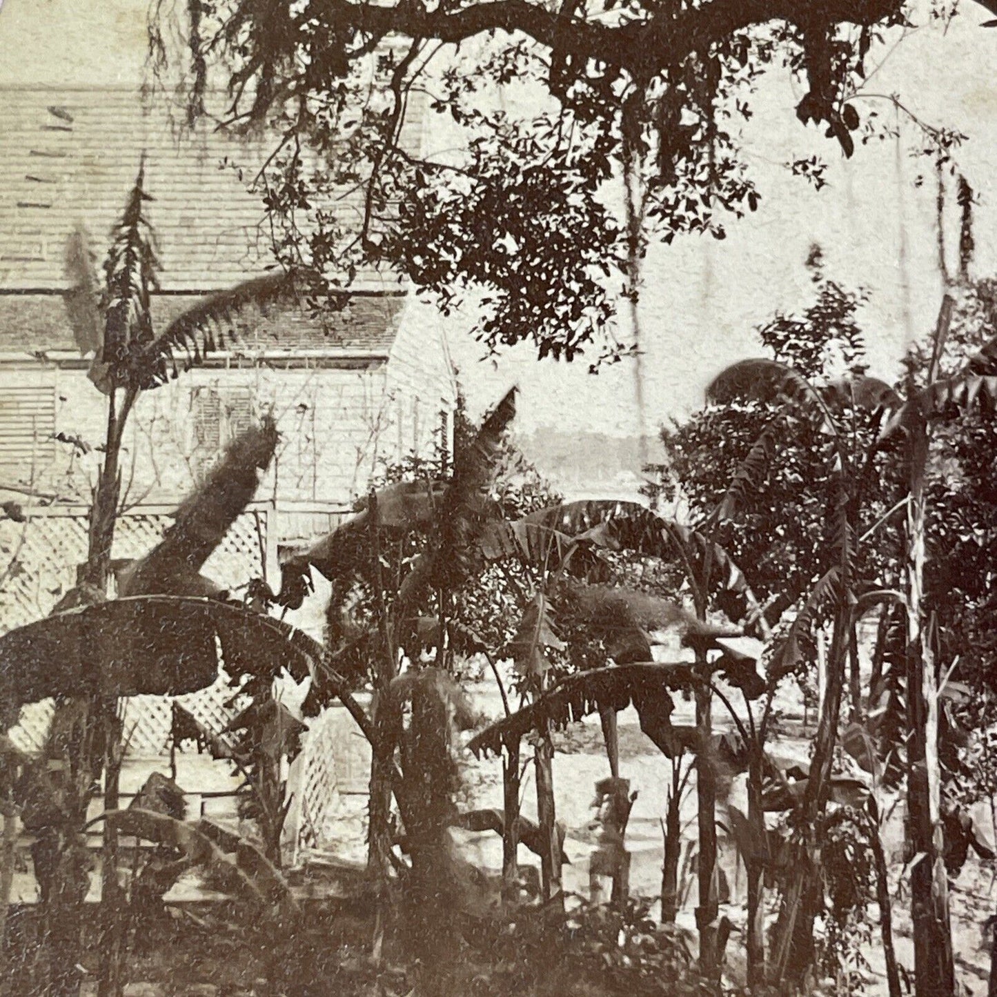 Florida Creole House Stereoview Jacksonville Area? Antique c1870 Y070