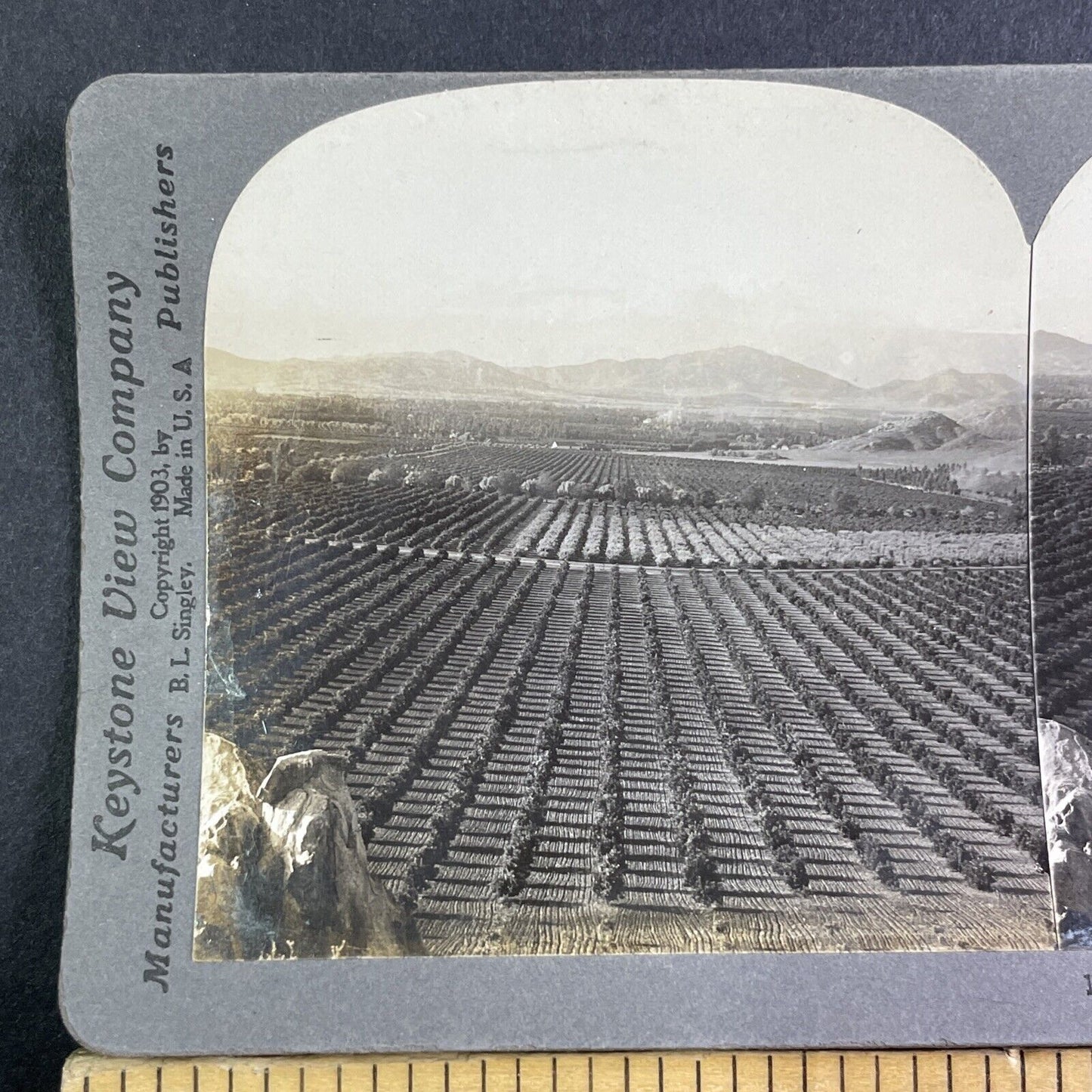 San Gabriel Valley California Stereoview Orange Groves Antique c1909 X2843