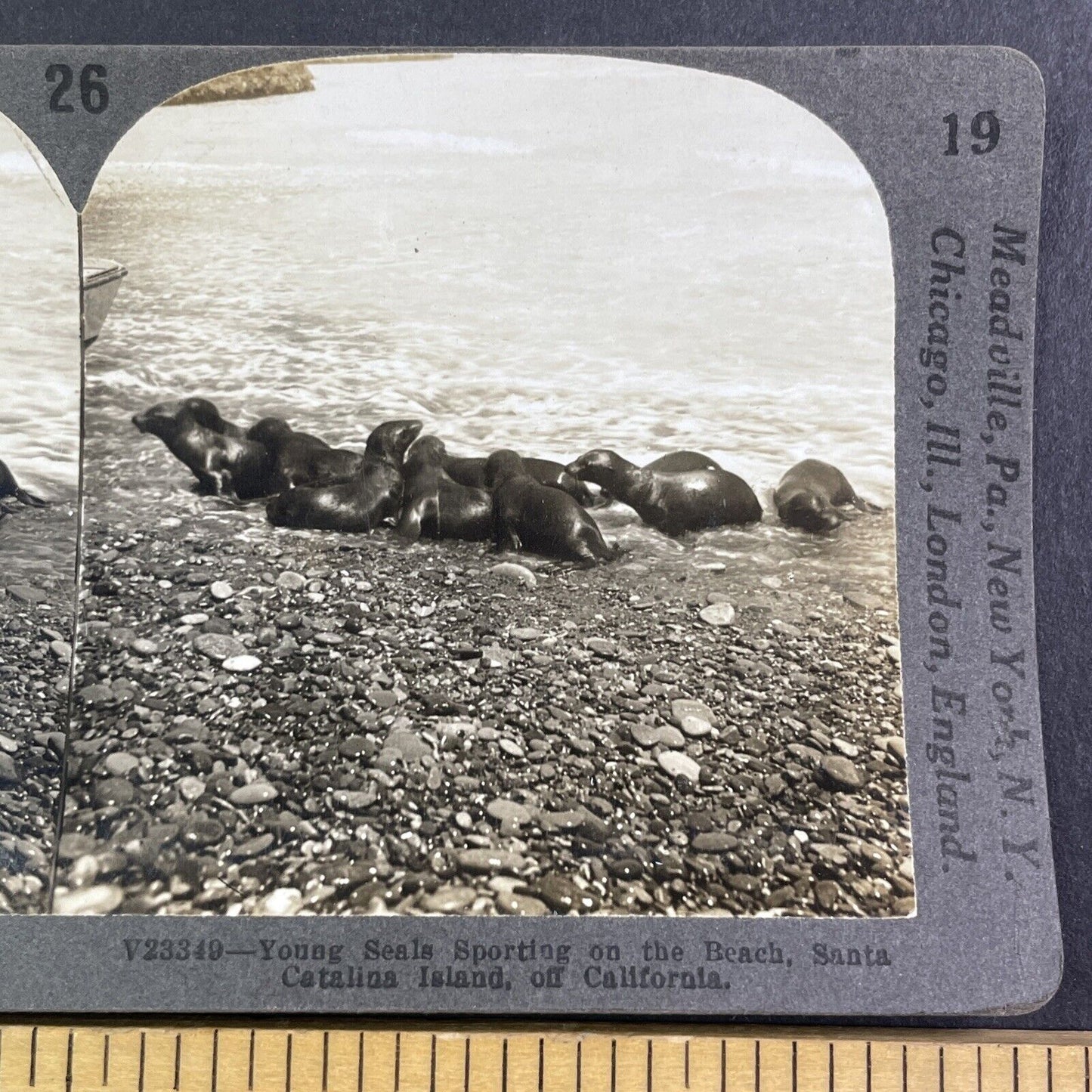 Seals on Santa Catalina Island California Stereoview Antique c1910s X4138