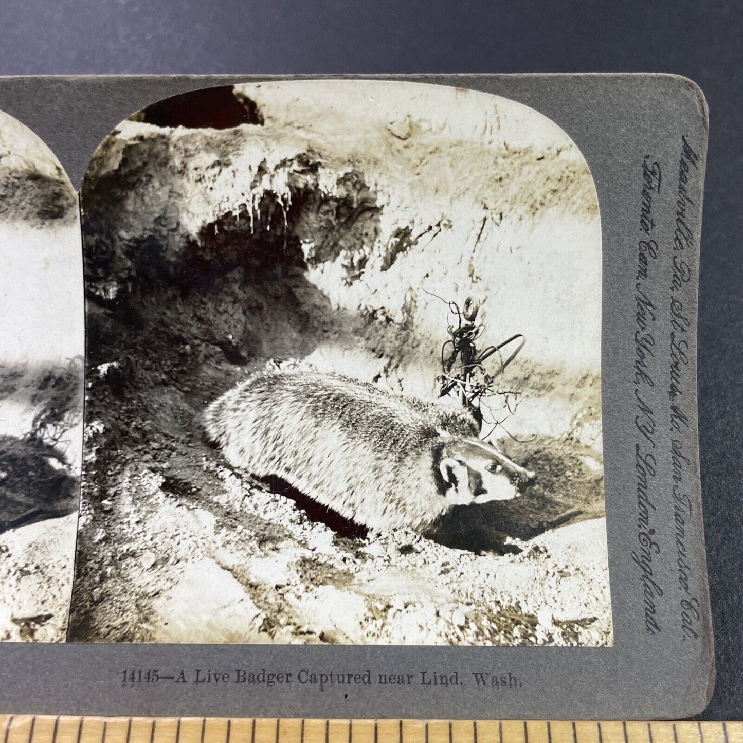 Antique 1907 American Badger Caught, Lind Washington Stereoview Photo Card P3766