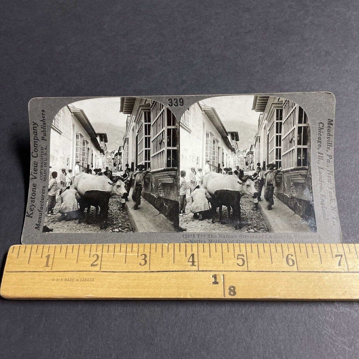 Antique 1910s Milking Cows In The Street Venezuela Stereoview Photo Card P3667