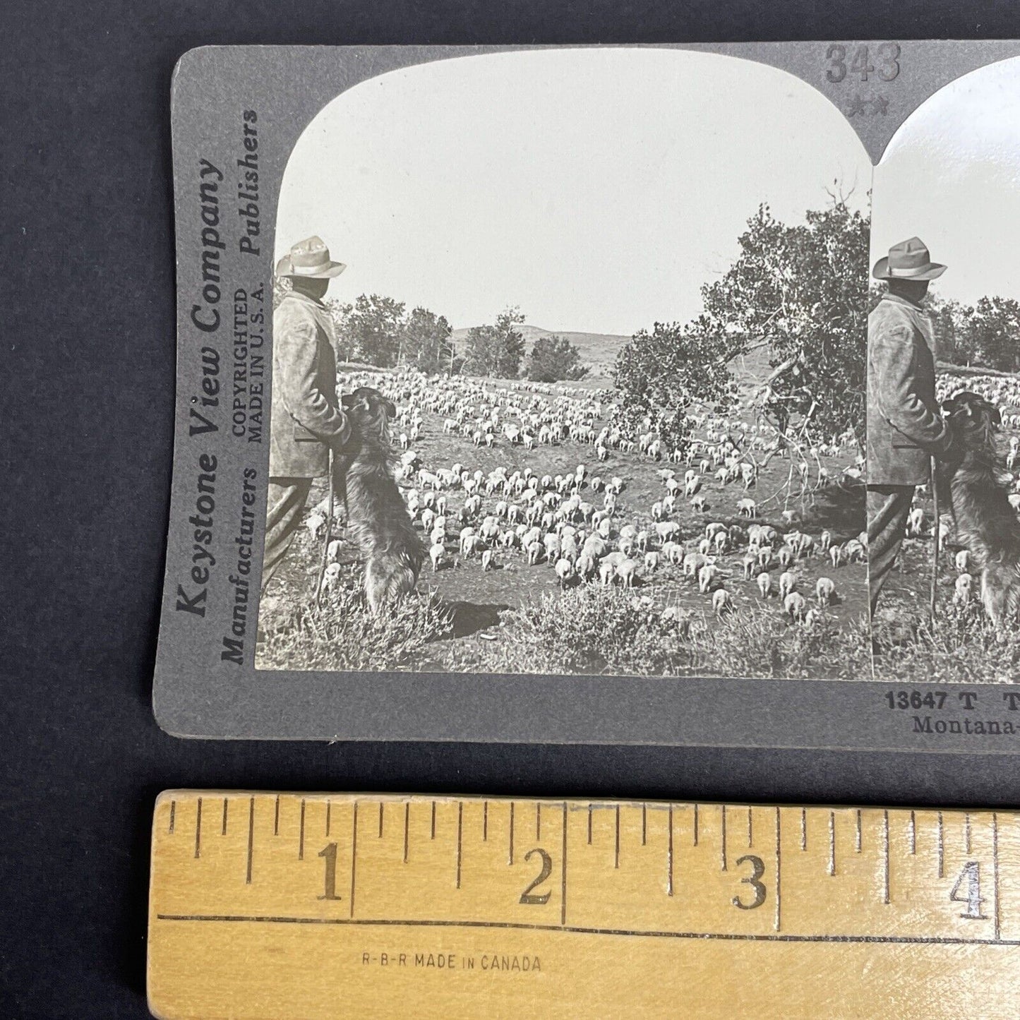 Antique 1908 Sheep Farm In Montana Farmer Farming Stereoview Photo Card PC802