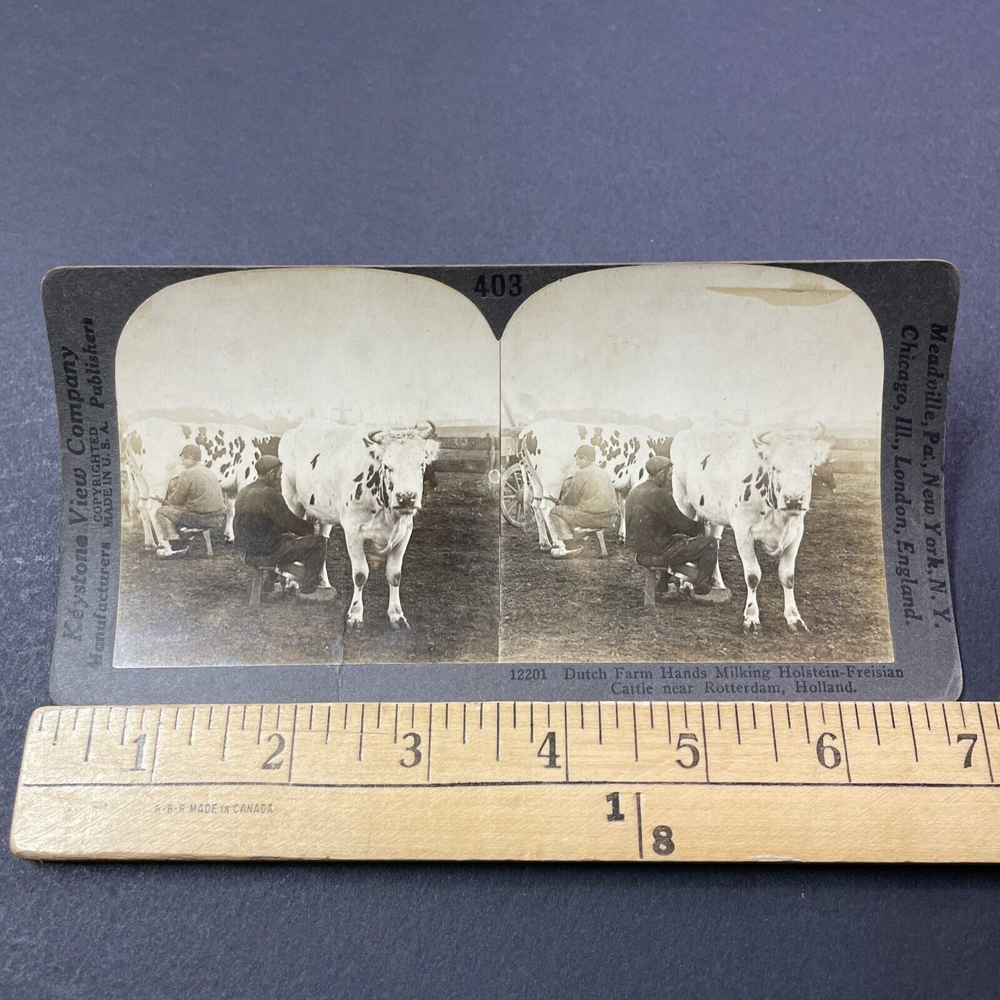 Antique 1909 Milking Frisian Cows In Holland Stereoview Photo Card V3318