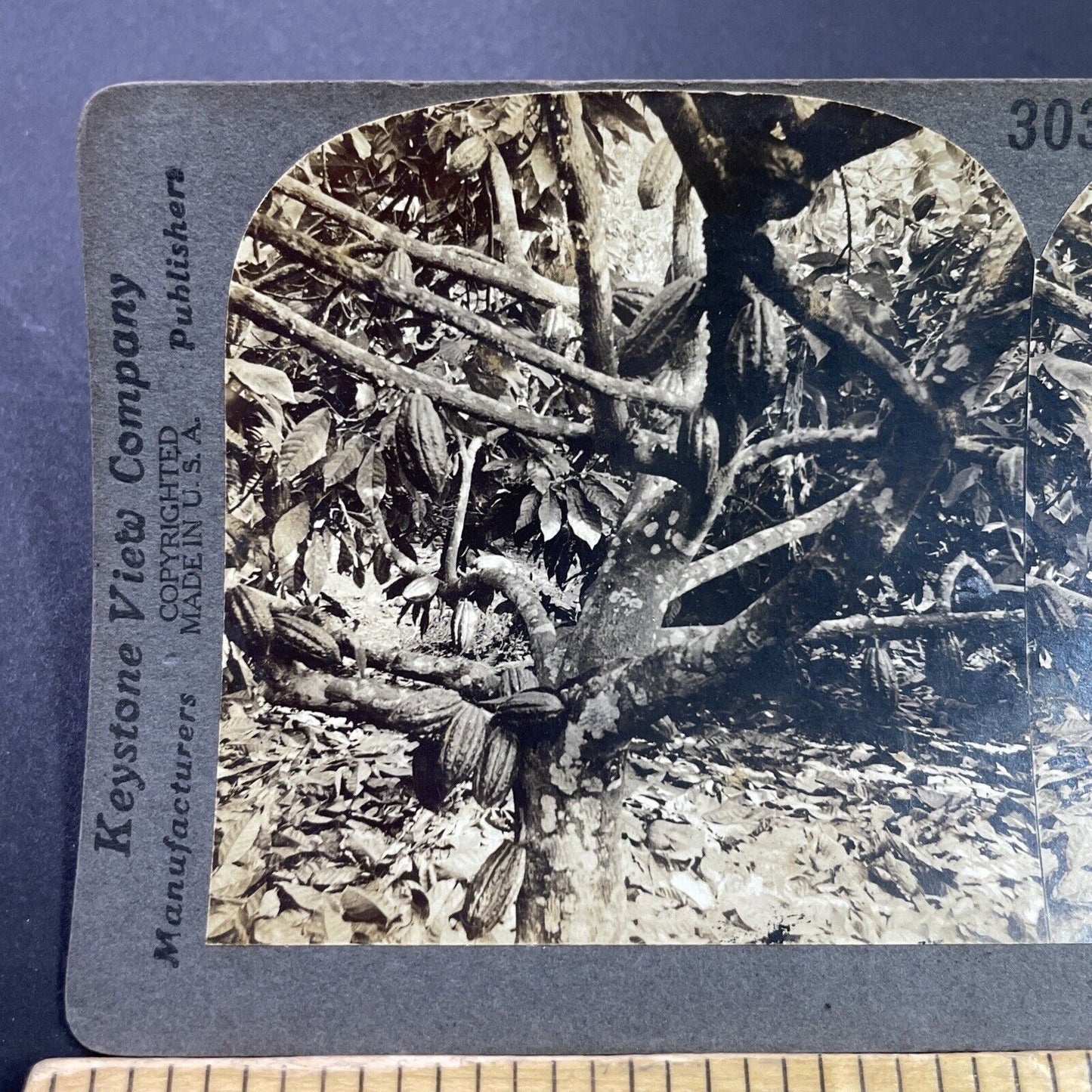 Antique 1910s Cocoa Beans Fruits Dominica BWI Stereoview Photo Card P3726