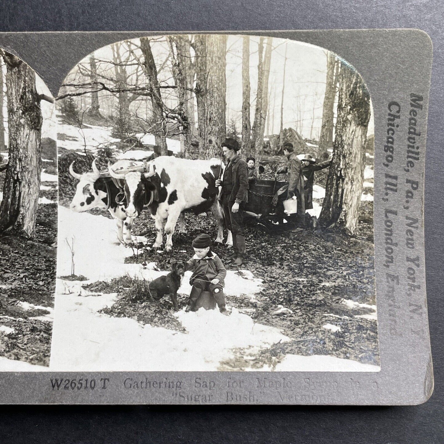 Antique 1920 Maple Syrup Sugar Bush In Vermont USA Stereoview Photo Card P1511