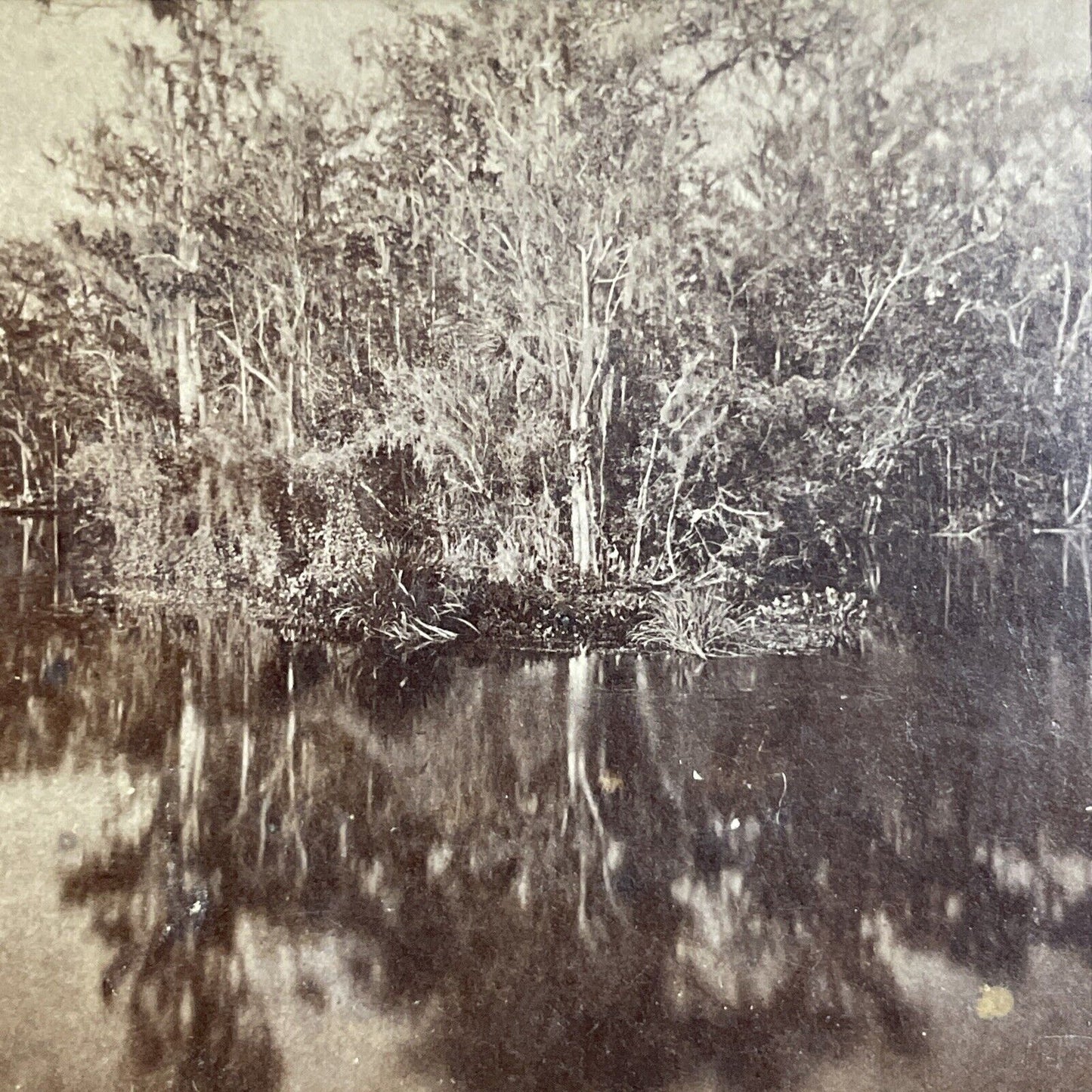 Antique 1870s Ocklawaha River Swamp Florida Stereoview Photo Card P4775