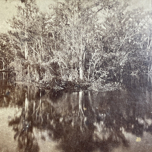 Antique 1870s Ocklawaha River Swamp Florida Stereoview Photo Card P4775