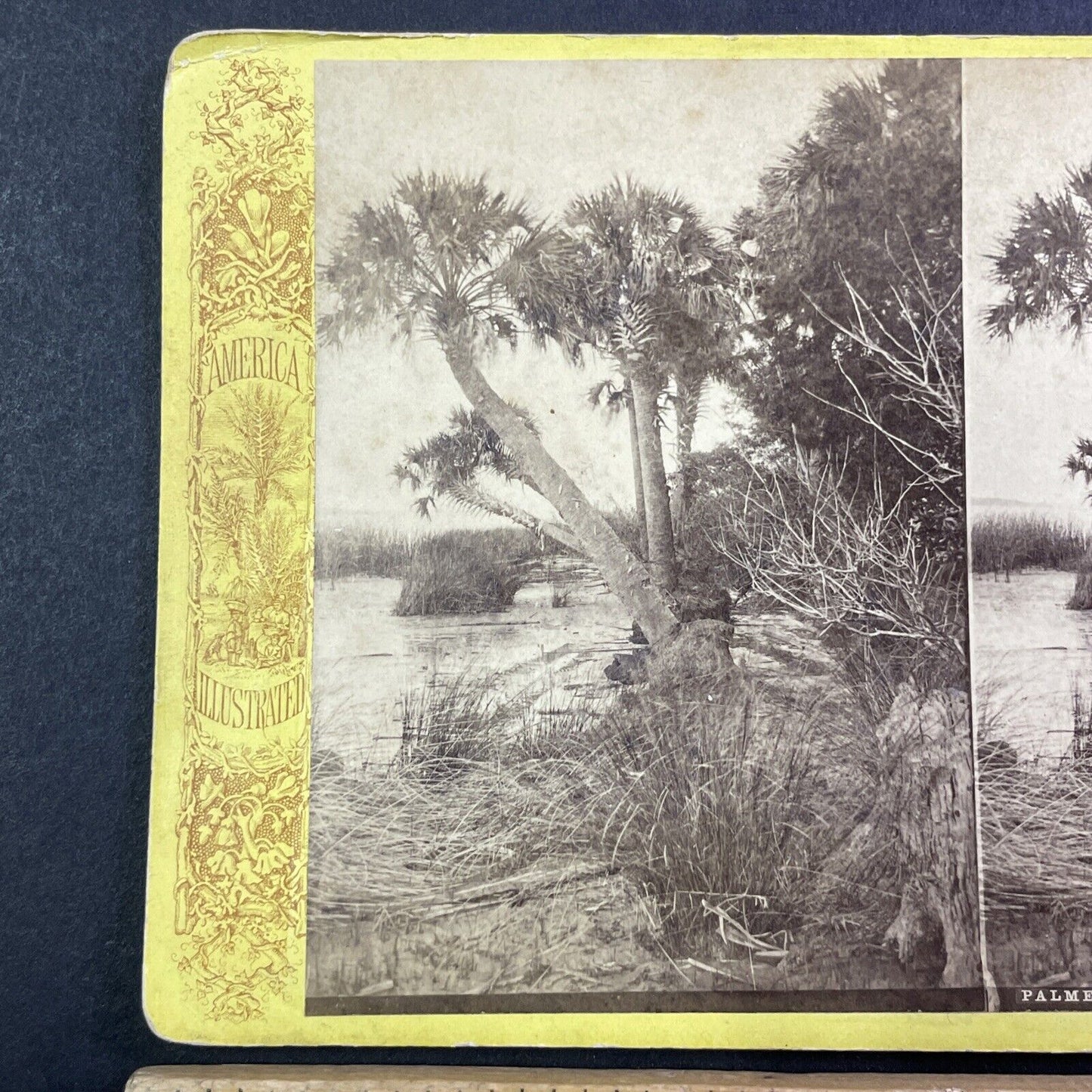 Palm Trees St. Johns River Jacksonville Florida Stereoview Antique c1870 Y064