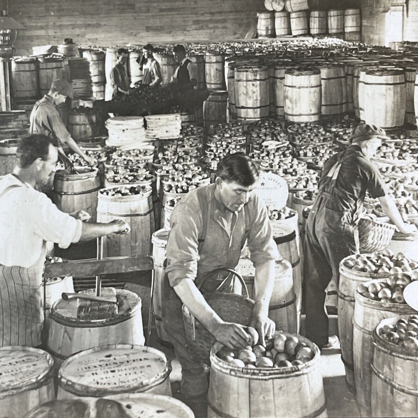 Apple Packing in Nova Scotia Canada Stereoview Antique c1905 Y2568