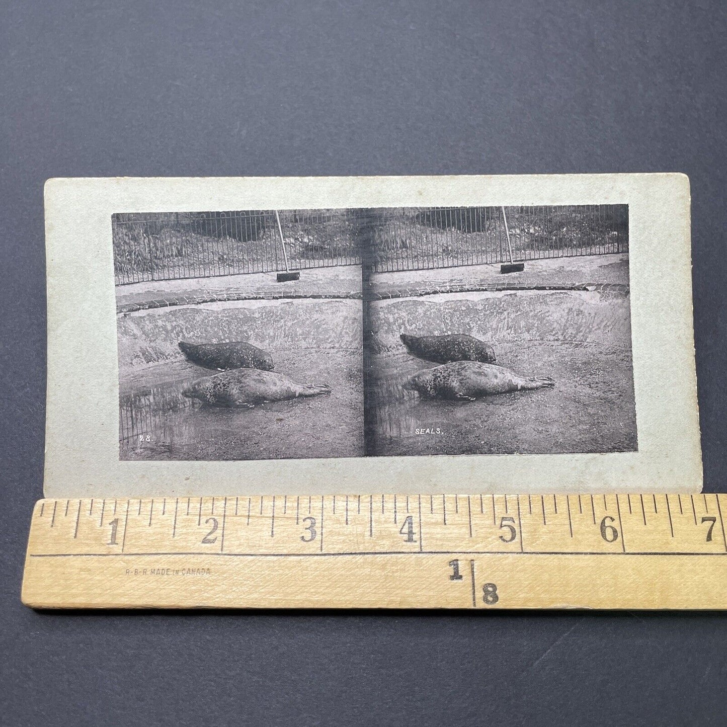 Antique 1880s Seals Without Water At London Zoo Stereoview Photo Card P1681