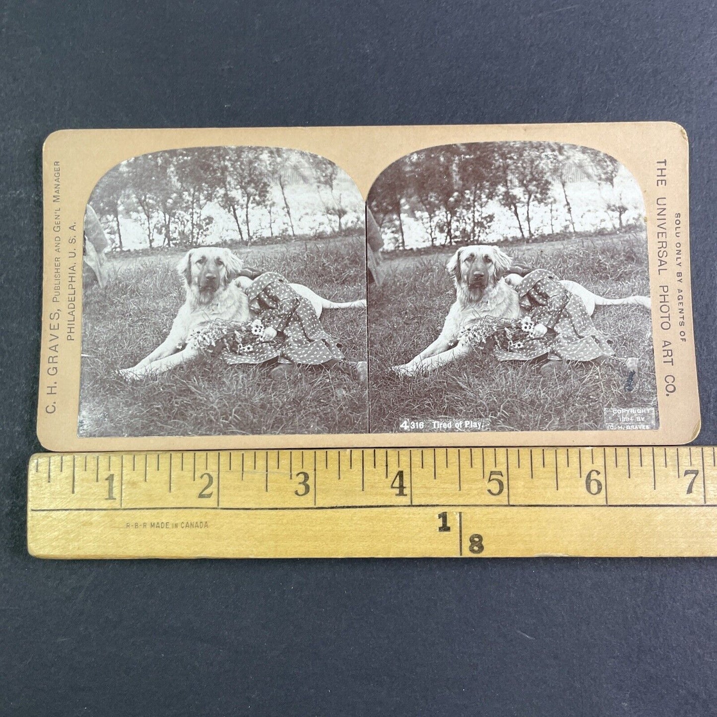 Golden Retriever Dog & Sleeping Child Stereoview Antique c1894 X3157