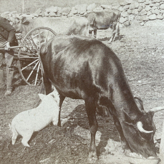 Antique 1890s Pig Milks A Cow On A Farm Stereoview Photo Card P3555