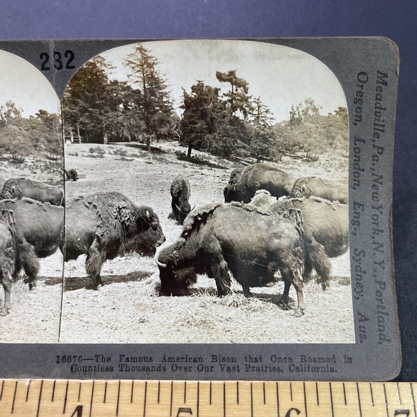 Antique 1909 The Last Wild Bison Herd In California Stereoview Photo Card P3503