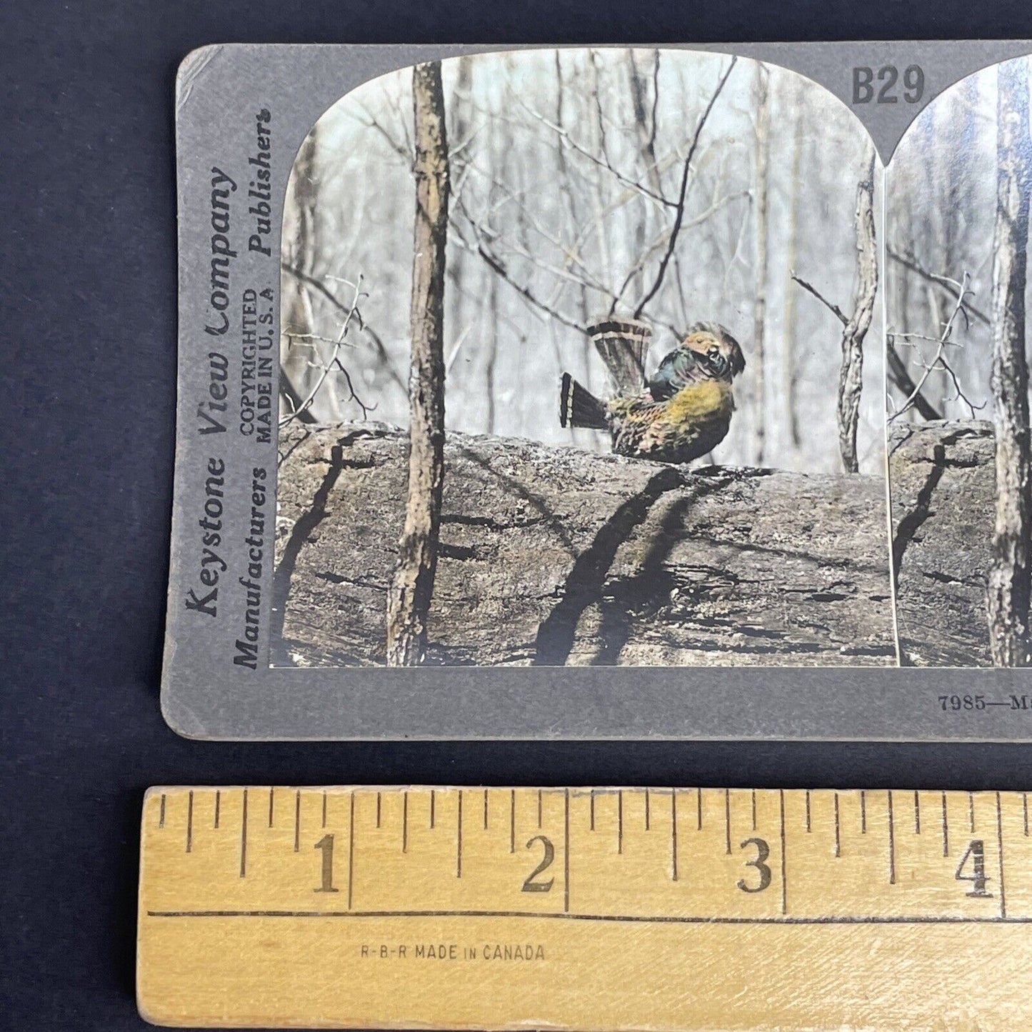 Antique 1908 Partridge Or Ruffed Grouse Drumming Stereoview Photo Card PC787