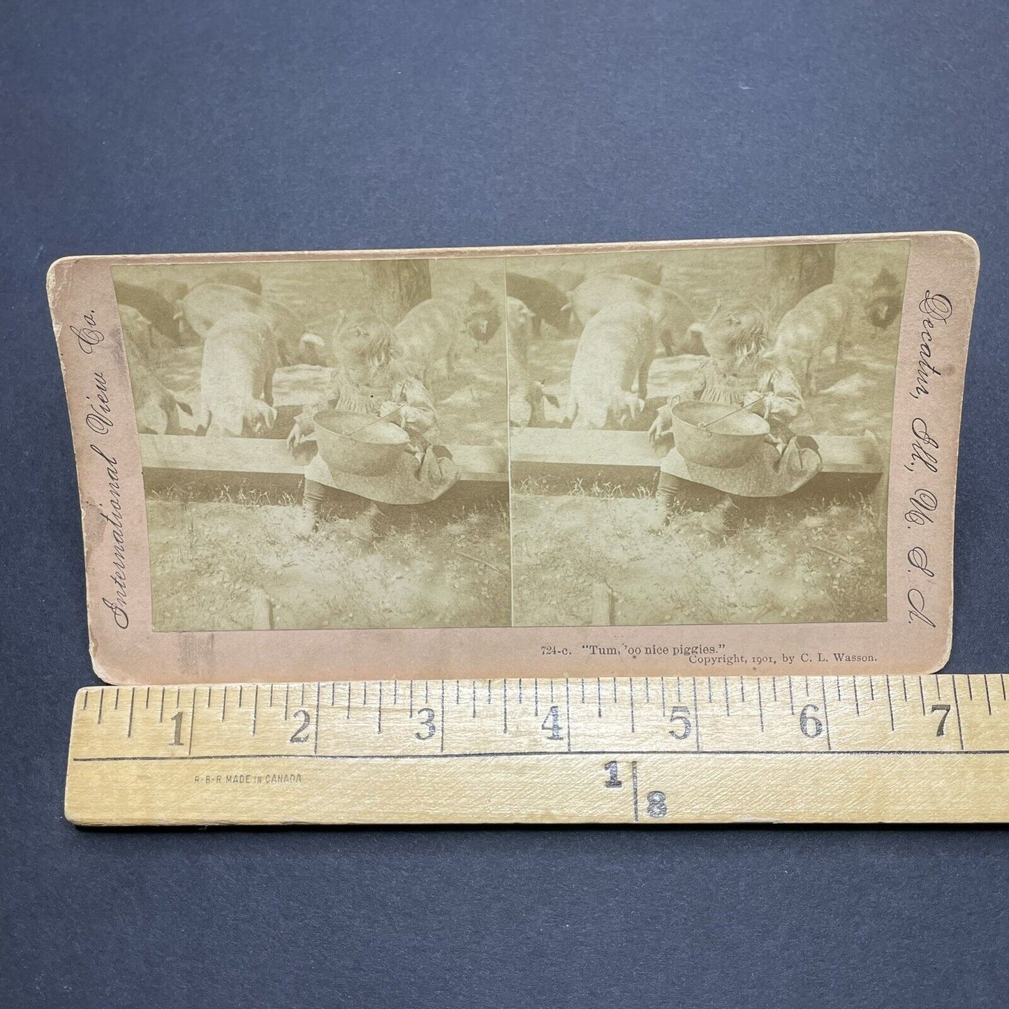 Antique 1901 Little Girl Feeding Pigs On A Farm Stereoview Photo Card P1858