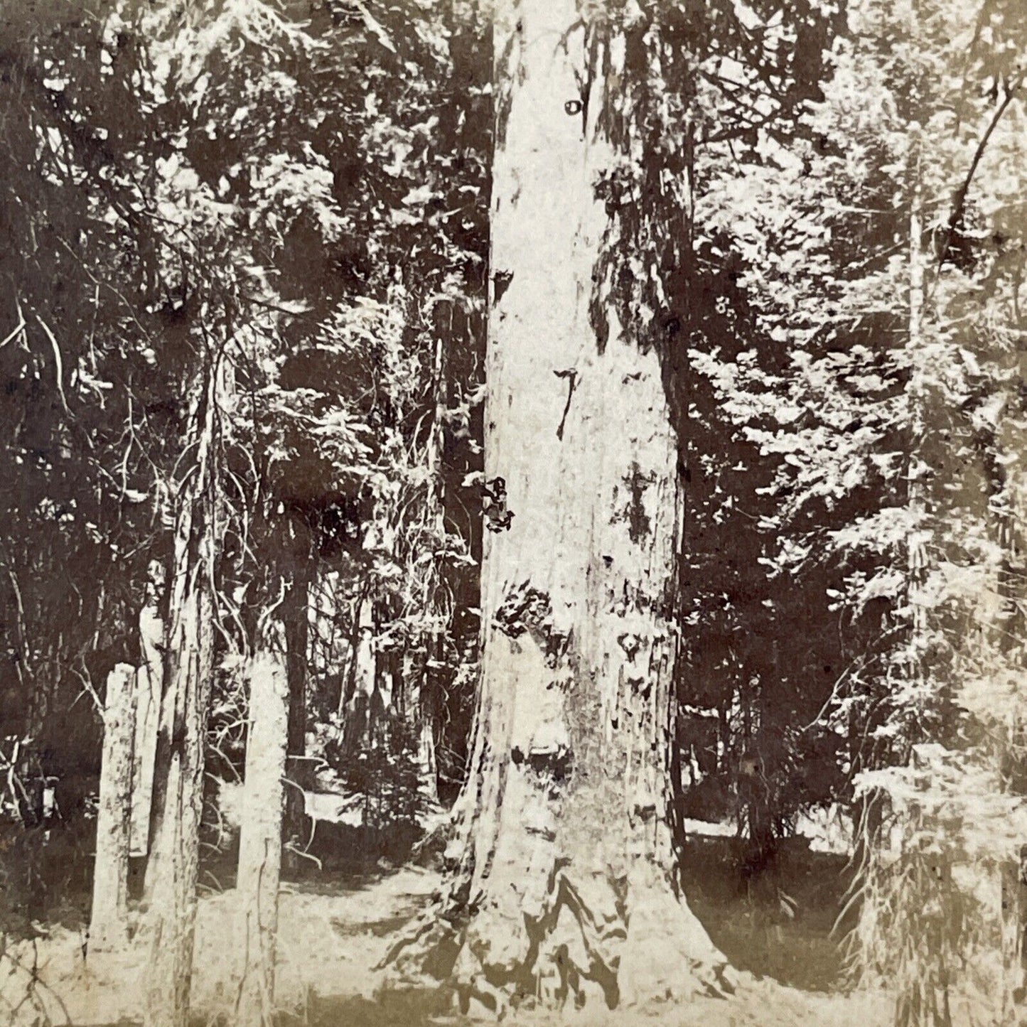 Faithful Couple Sequoia Trees Mariposa Grove Stereoview Antique c1872 X1337