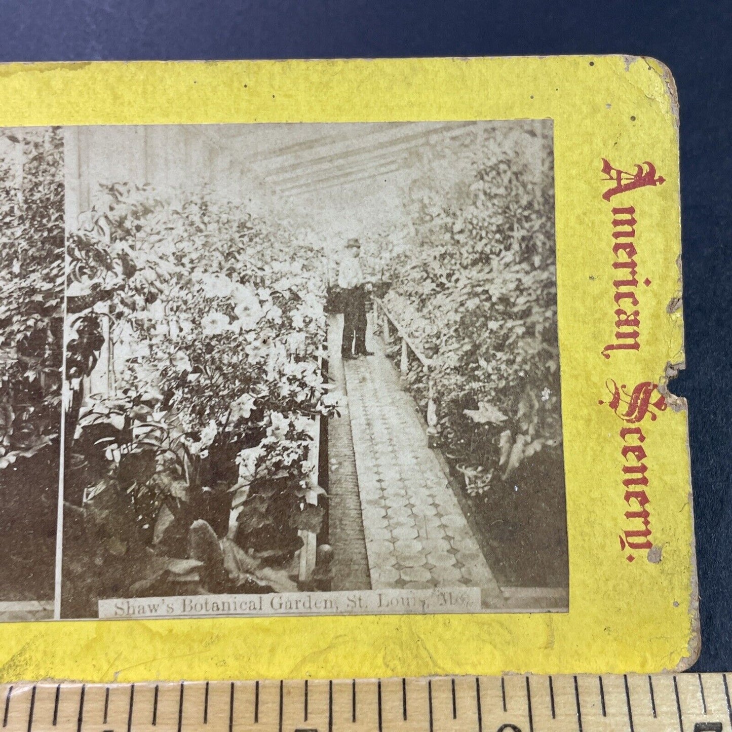 Antique 1870s Missouri Botanical Gardens St. Louis Stereoview Photo Card P3970