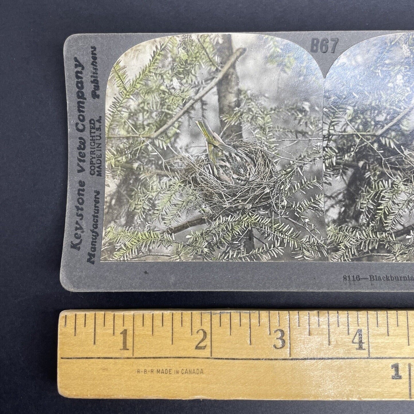 Antique 1908 Blackburnian Warbler Hiding In Nest Stereoview Photo Card PC790