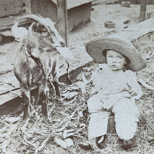 Antique 1899 Child Plays With Billy Goat Stereoview Photo Card P2600