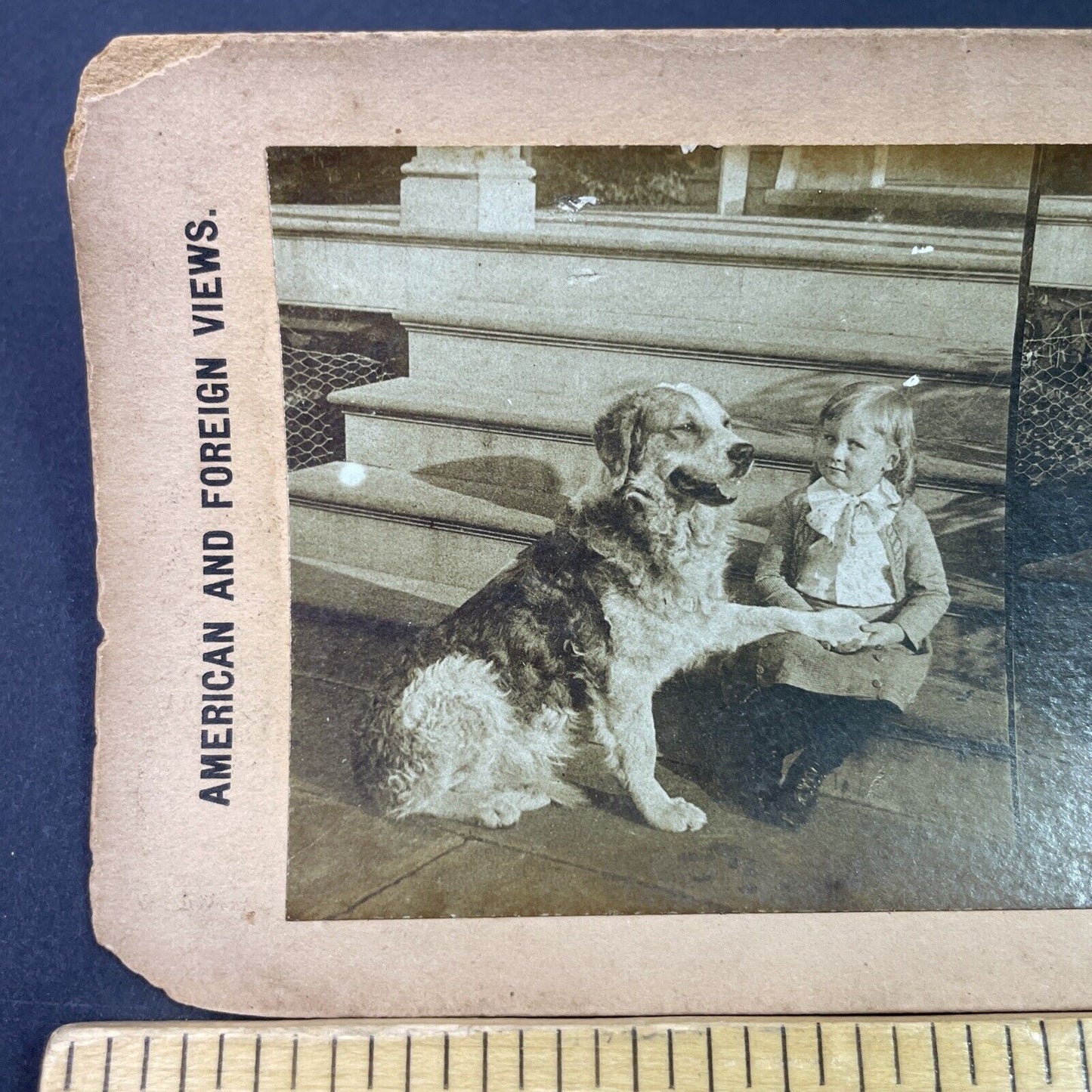 Antique 1890s Scotch Collie English Shepherd Mix Dog Stereoview Photo Card P3359