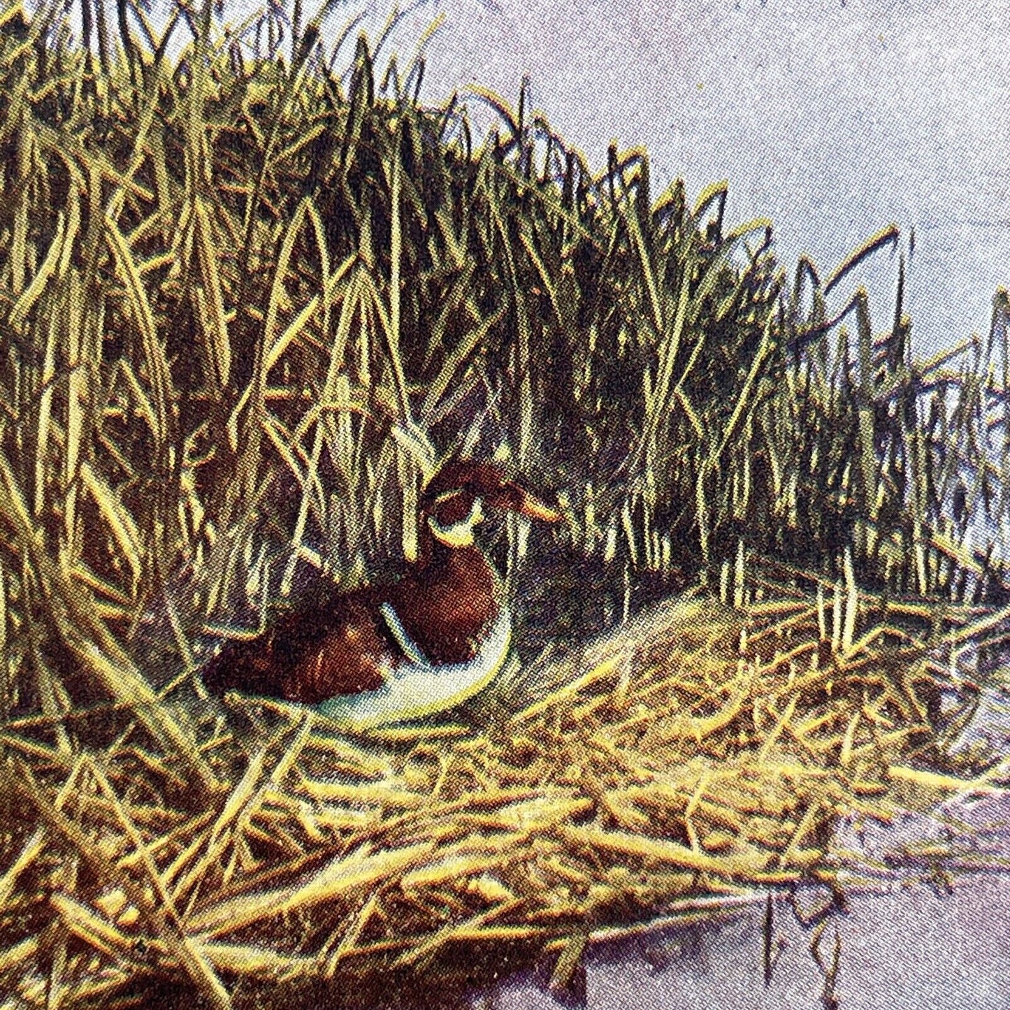 Antique 1899 A Wood Duck On A Nest Stereoview Photo Card P580-074