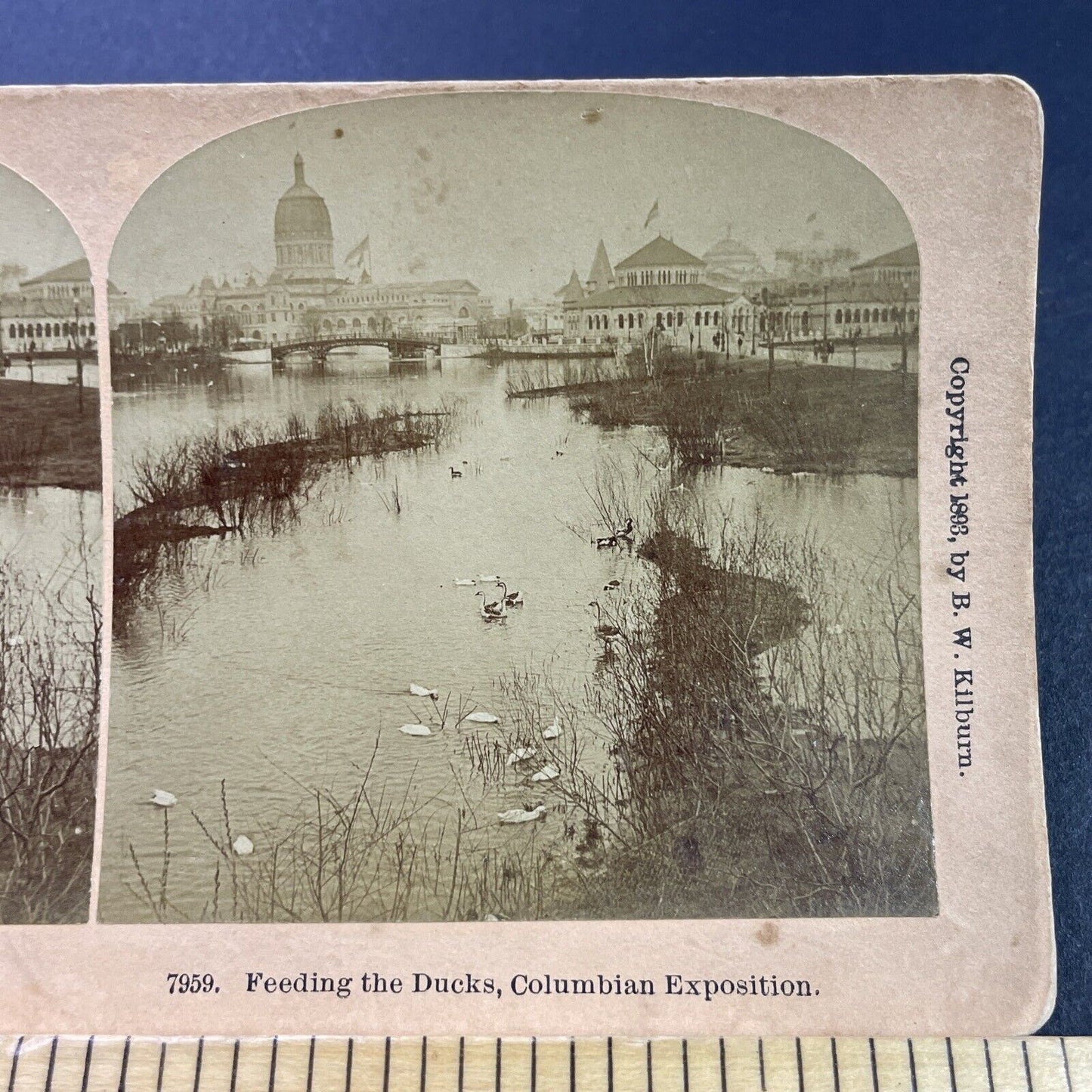 Antique 1893 Snow Geese On A Pond Chicago Illinois Stereoview Photo Card P3798