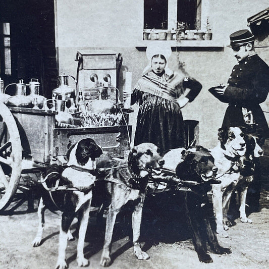 Antique 1880s Dogs Pulling Milk Cart Rotterdam NL Stereoview Photo Card P2431