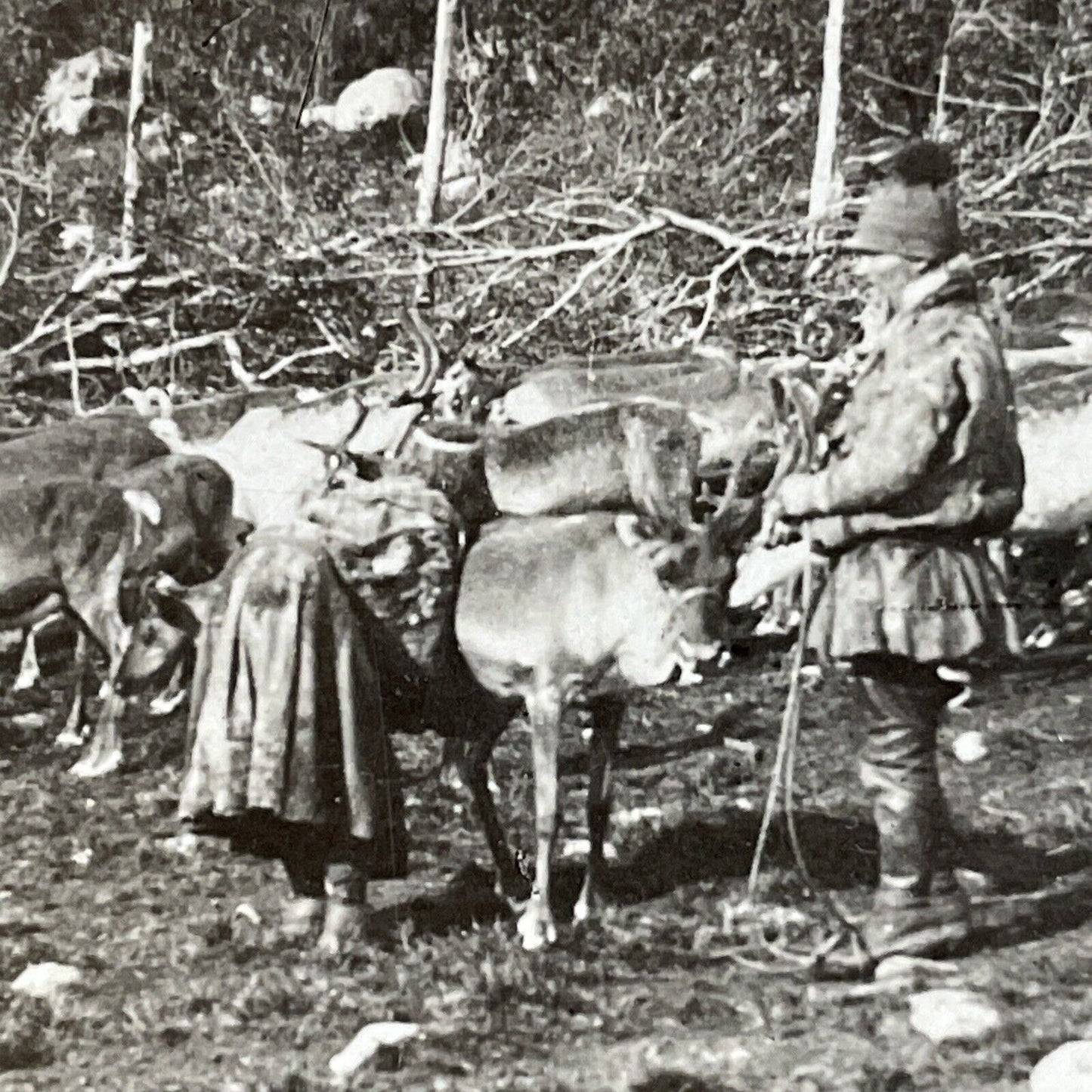 Antique 1910s Lapland Natives Milk A Reindeer Norway Stereoview Photo Card P5067