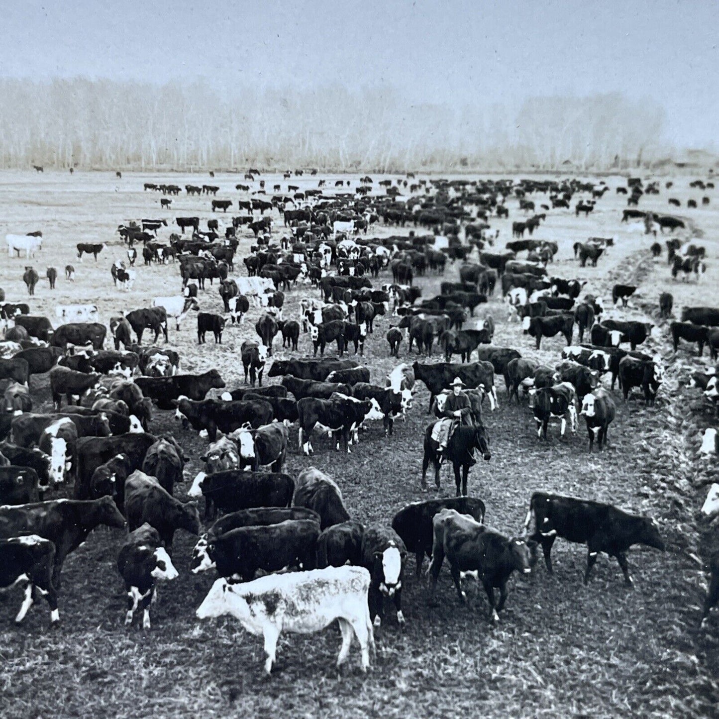 Antique 1910s Cattle Cow Ranch Boise Idaho Stereoview Photo Card P2473