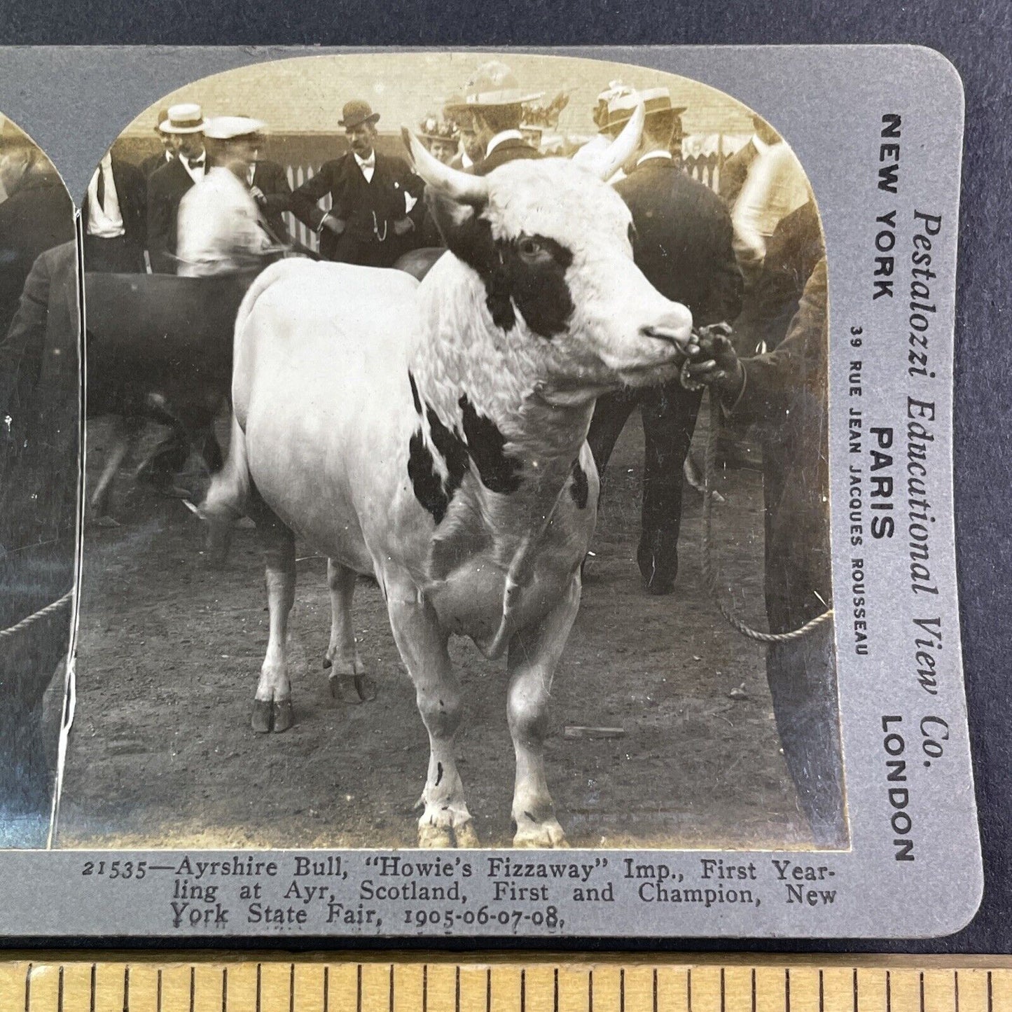 Champion Ayshire Bull New York State Fair Stereoview Howie's Fizzaway 1909 Y2741