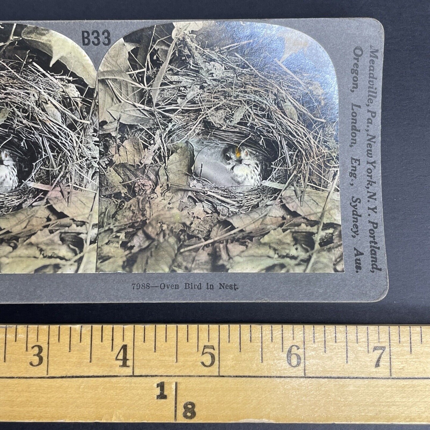 Antique 1908 Oven Bird Hiding In Nest Stereoview Photo Card PC789