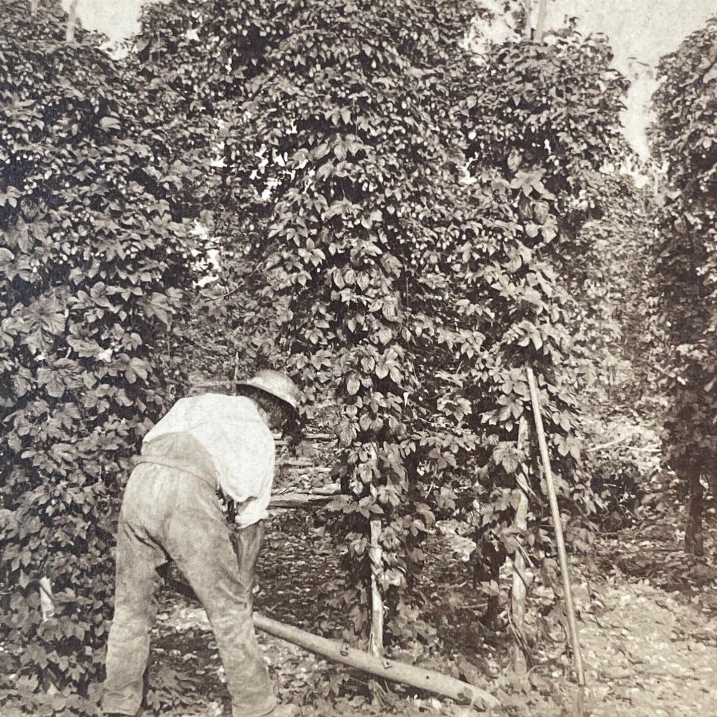 Growing Barley and Hops for Beer Stereoview Isle of Wight UK Antique c1870s Y010