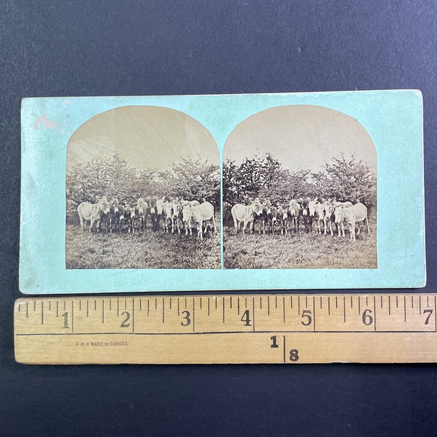 Group of 11 Donkeys Standing in a Row Stereoview Antique c1860 X3773