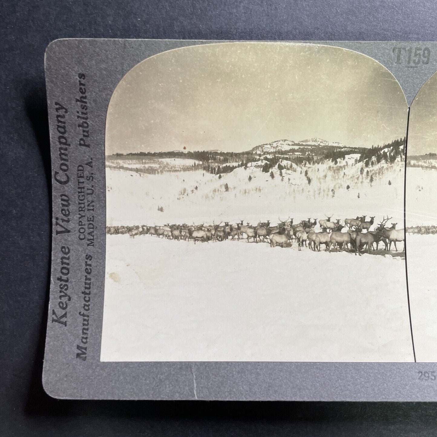 Antique 1918 Herd Of Elk In Yellowstone Wyoming Stereoview Photo Card P1488