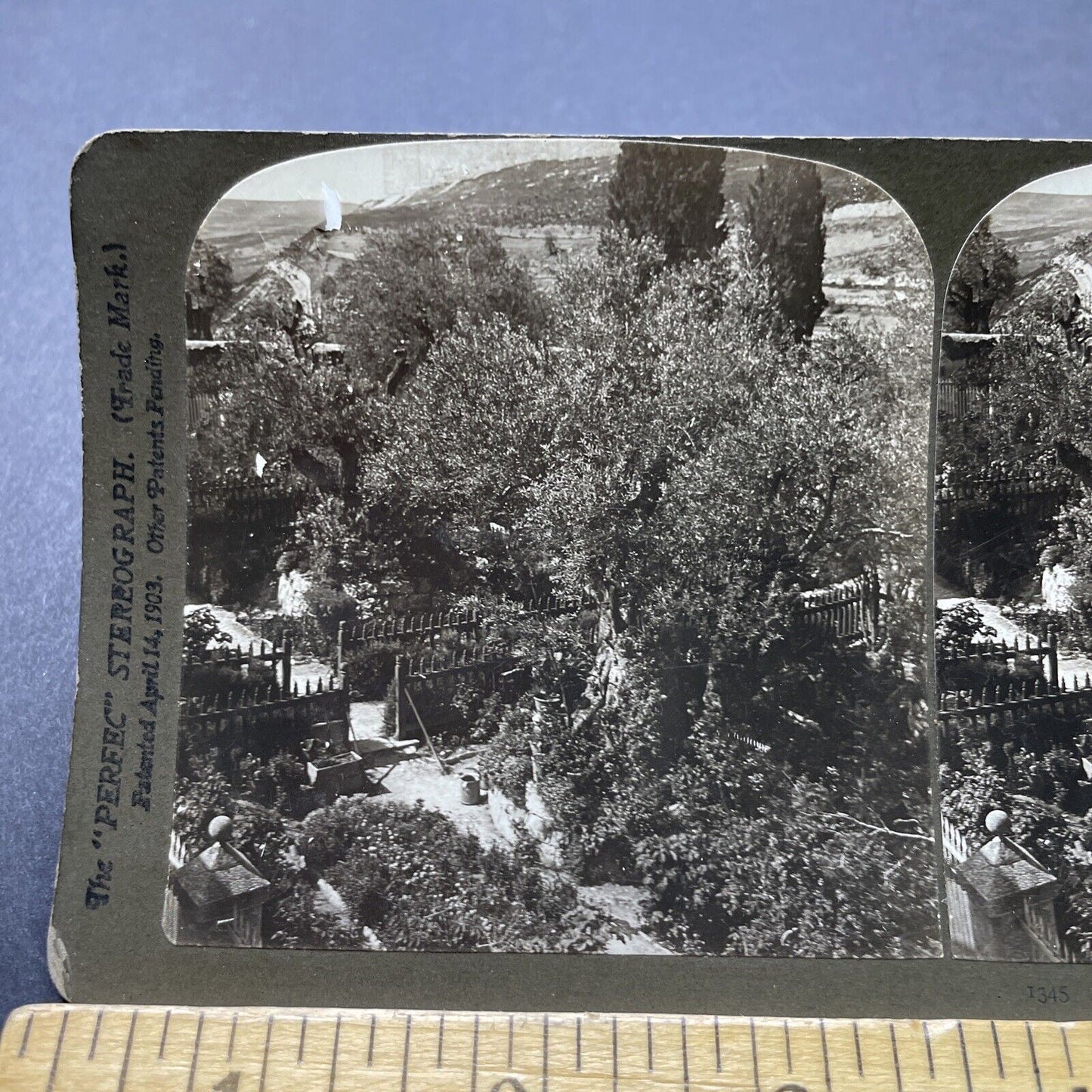 Antique 1901 Garden Of Gethsemane Jerusalem Stereoview Photo Card P2453