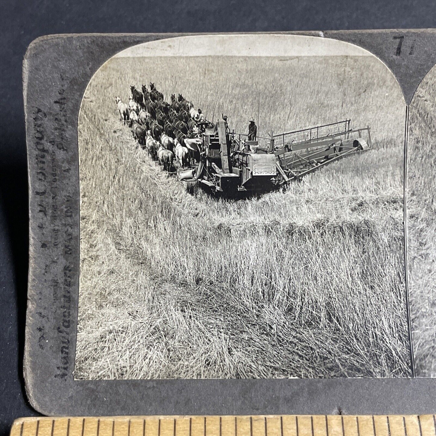 Antique 1909 Horse Drawn Combine Farm Harvest Stereoview Photo Card P4343