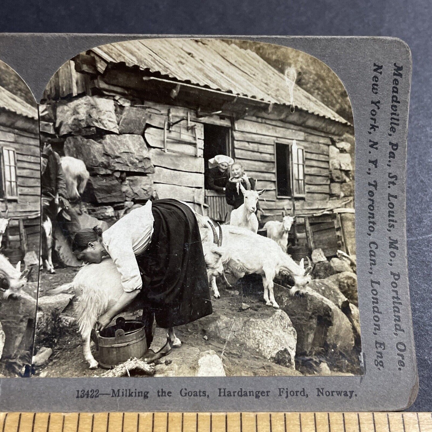 Antique 1903 Woman Milking A Goat In Norway Stereoview Photo Card P5518