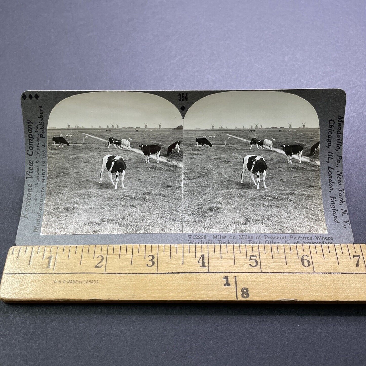 Antique 1920s Holstein Cows Near Friesland Holland Stereoview Photo Card V2910