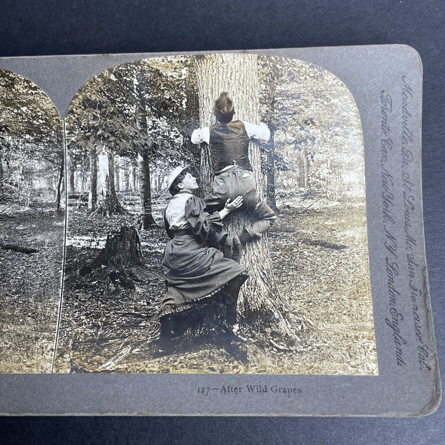 Antique 1892 Man & Woman Climbing A Tree Stereoview Photo Card P1051