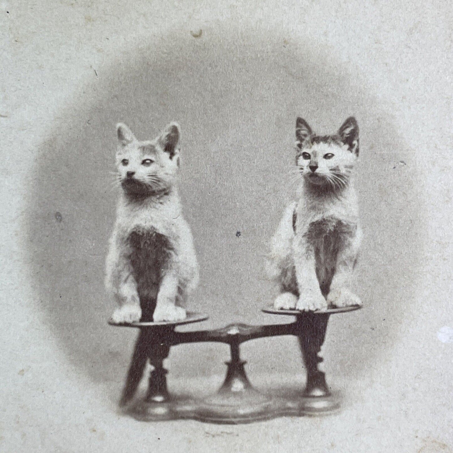 JP Soule's Cats Kittens on a Scale Stereoview John P. Soule Antique c1871 X3859