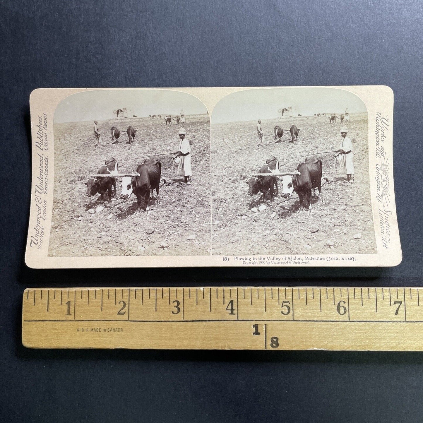 Antique 1900 Farming In Ayalon Israel Palestine Stereoview Photo Card P1704