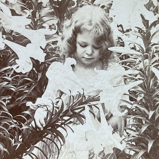 Antique 1901 Child Plays In Lily Garden Stereoview Photo Card P2686